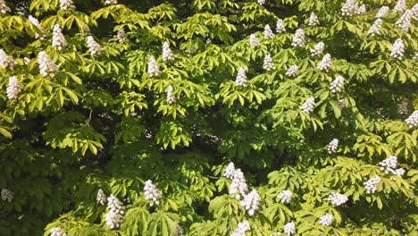 chestnut flowers blossoming on a tree in a park