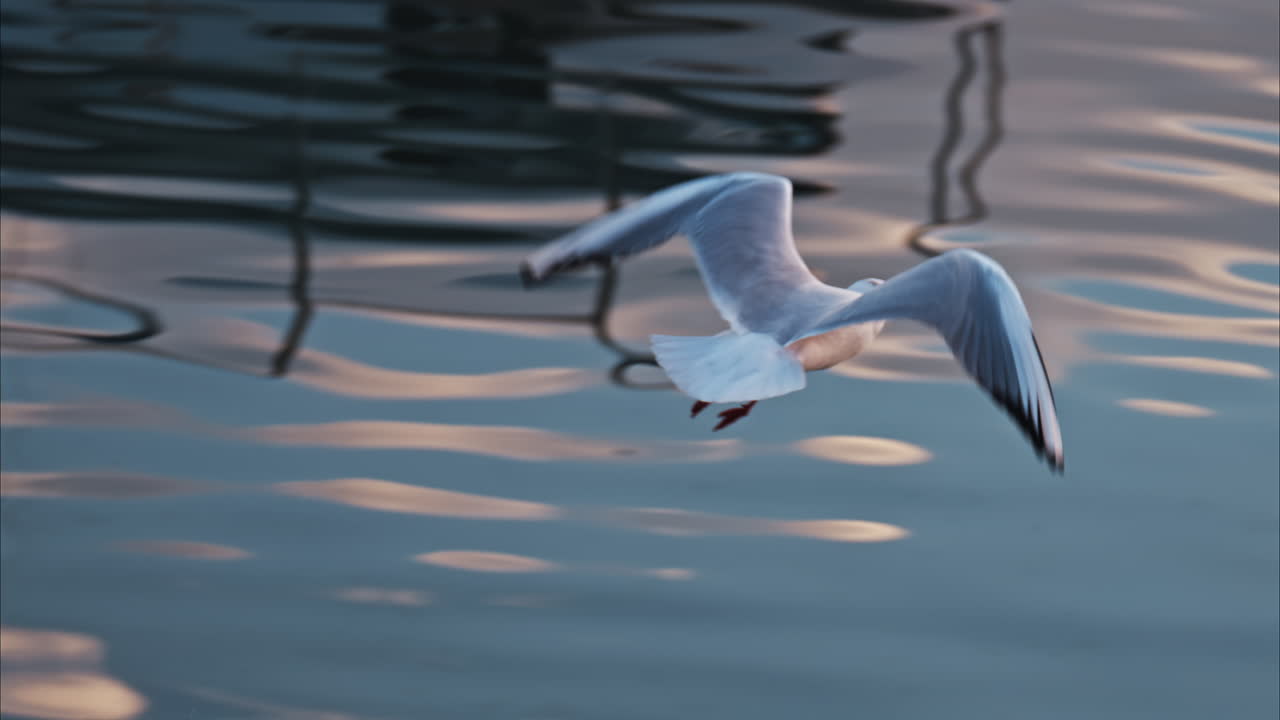 Close up of a seagull flying above boats docked on the sea