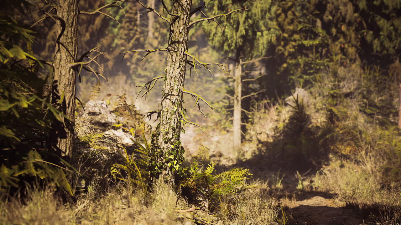 Lush forest landscape in finland during a sunny afternoon