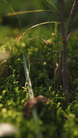 vista de cerca de vibrante musgo verde y hierbas en el suelo del bosque con la luz del sol filtrando a través, creando bokeh suave y tonos cálidos