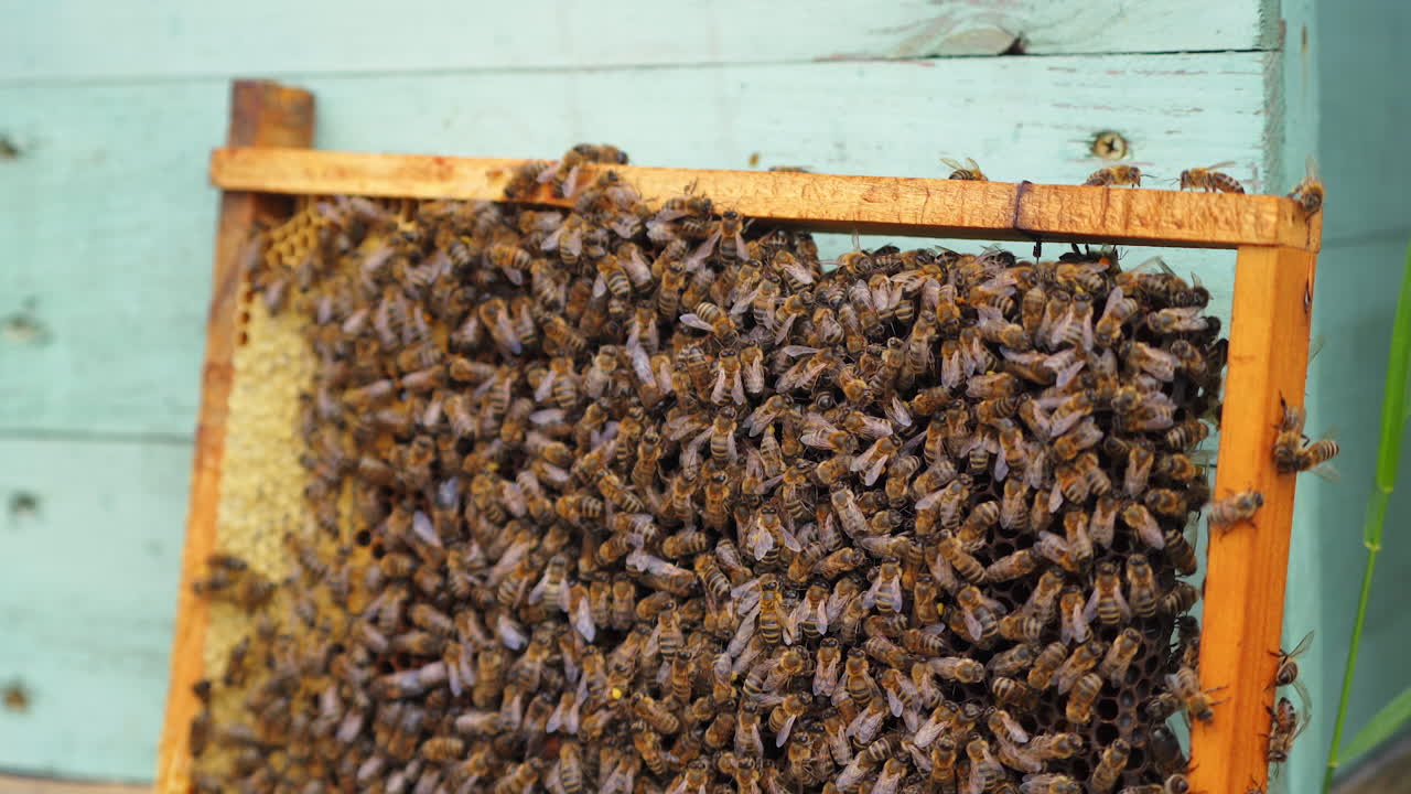 Wooden frame with many bees on it. Working bees produce honey. Frame stands near hive.