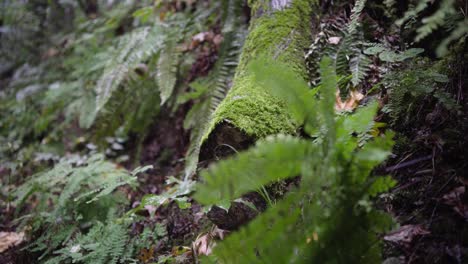 Oregon-Rain-forest-vegetation