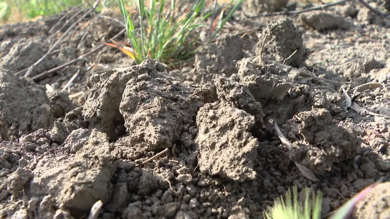 Dry Soil with Sparse Vegetation