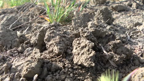 dry soil with sparse vegetation