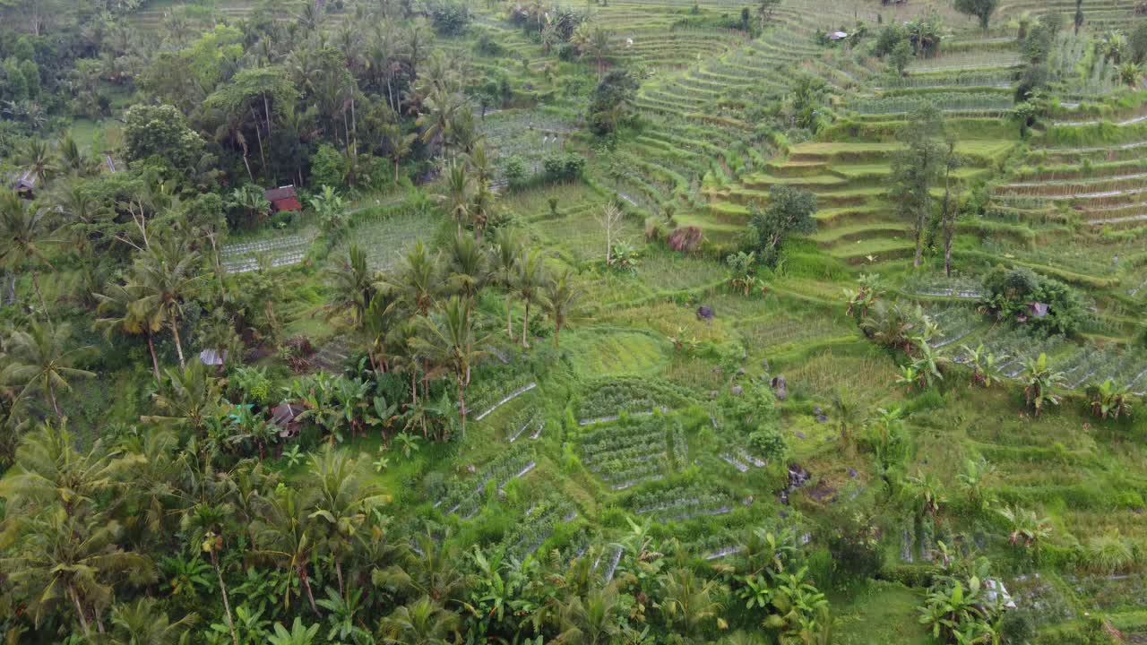 exuberantes cultivos verdes, arrozales, terrazas agrícolas y casas de aldeanos en medio del paisaje de la selva tropical en un día lluvioso en sideman, isla de bali, indonesia