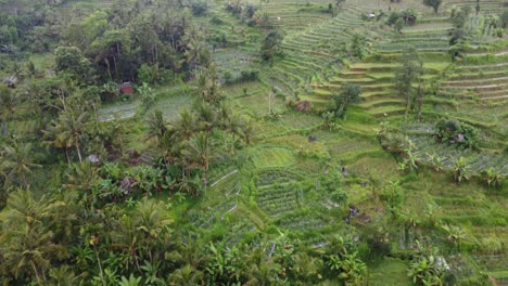 Exuberantes-Cultivos-Verdes,-Arrozales,-Terrazas-Agrícolas-Y-Casas-De-Aldeanos-En-Medio-De-Un-Paisaje-De-Selva-Tropical-En-Un-Día-Lluvioso-En-Sideman,-Isla-De-Bali,-Indonesia
