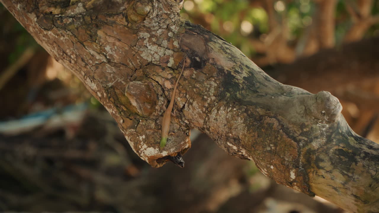 Closeup gnarled driftwood branch on beach, golden hour light, textured bark with lichen and moss, shallow depth of field, blurred shoreline and foliage background, warm tones and serene coastal mood