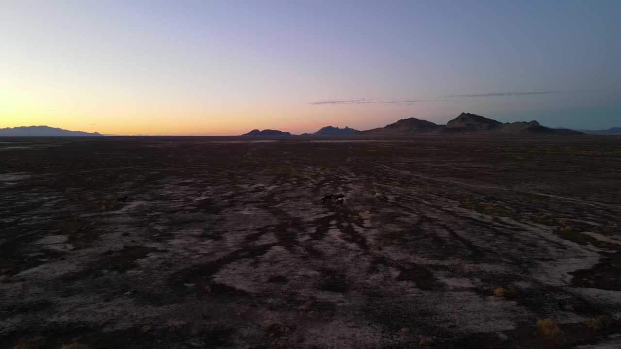 Small herd of horses on their winter desert range at sunset with rugged mountains in the background - aerial view