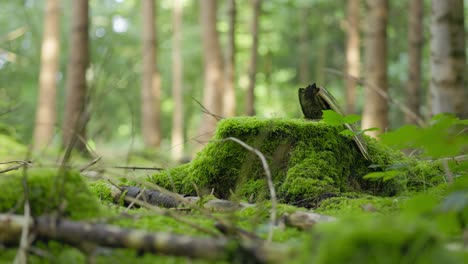 green forest in the morning with moss