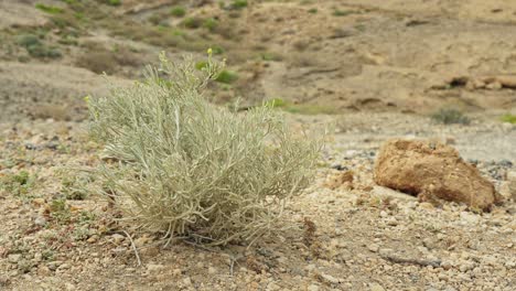 dry plant moves because of wind in desert landscape of tenerife island