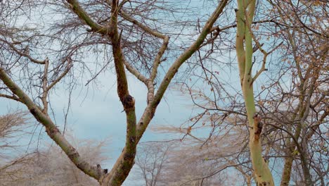 Blick-Auf-Blattlose-Bäume-In-Drückender-Hitze-Vor-Blauem-Himmel