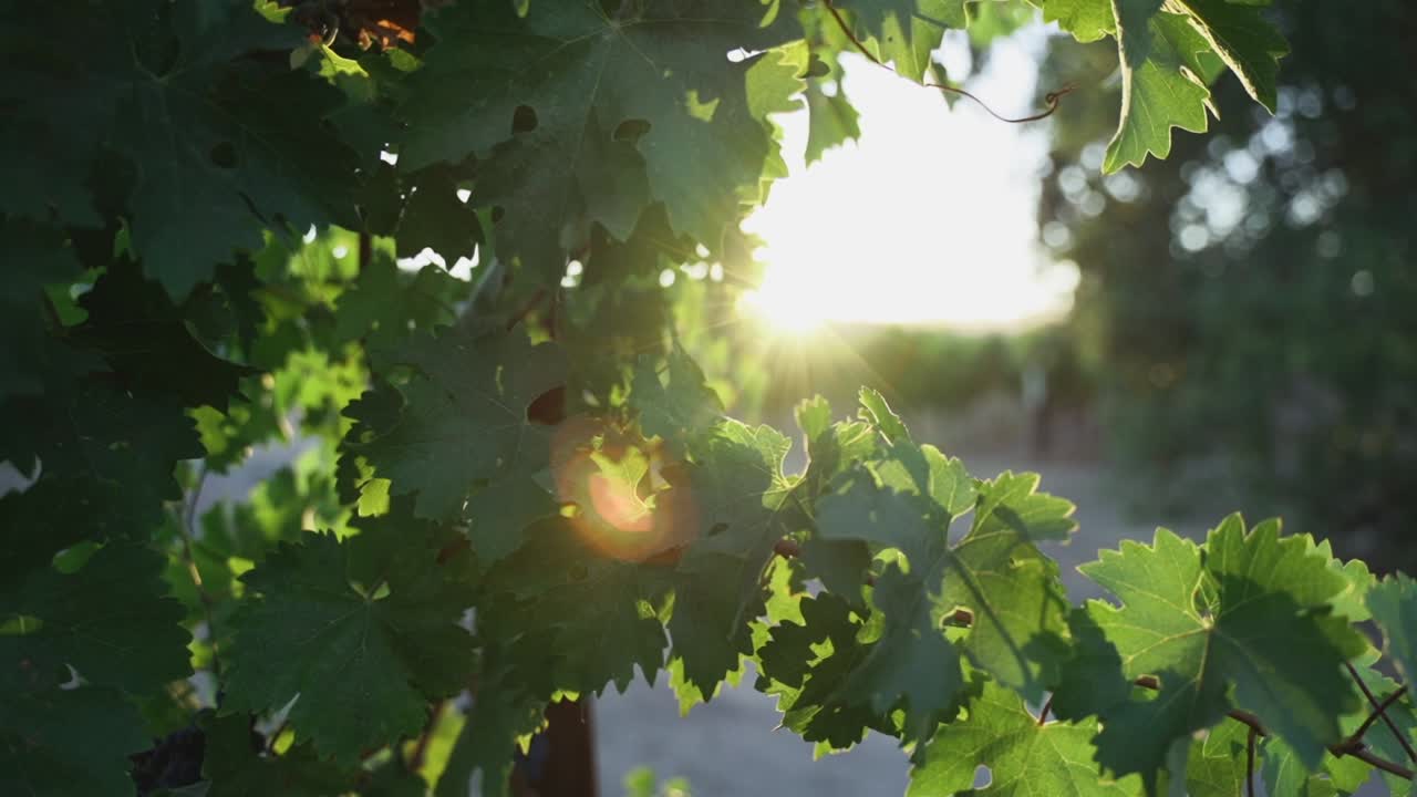 a pan through Napa valley grape vines leafs