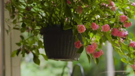 Una-Jardinera-Colgante-En-Primer-Plano,-Exuberantes-Verdes-Y-Rosas