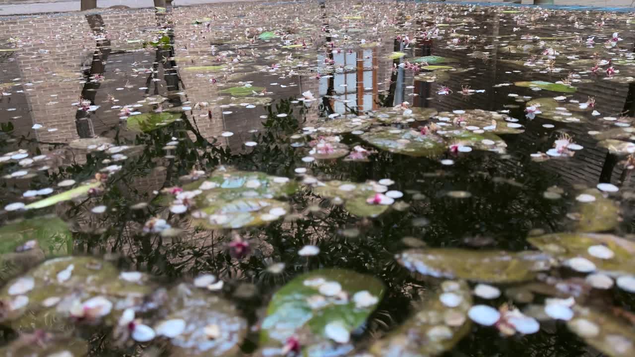 Lotus flower blooming in a wonderful serene pond with green leaves and scenic amazing pink petals in tropical beauty of nature outdoor summer season colorful aquatic floral garden peace iran tehran