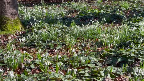 stunning carpet of snowdrops in a spring woodland