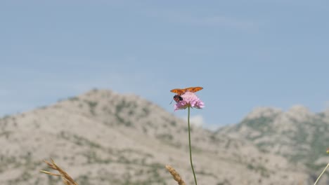 Colores-En-Movimiento:-Fascinantes-Mariposas-En-Una-Vibrante-Flor-Rosa-En-Croacia