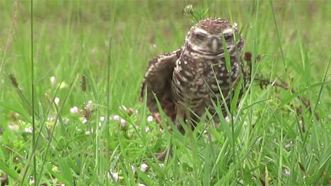 a burrowing owl looks around 4