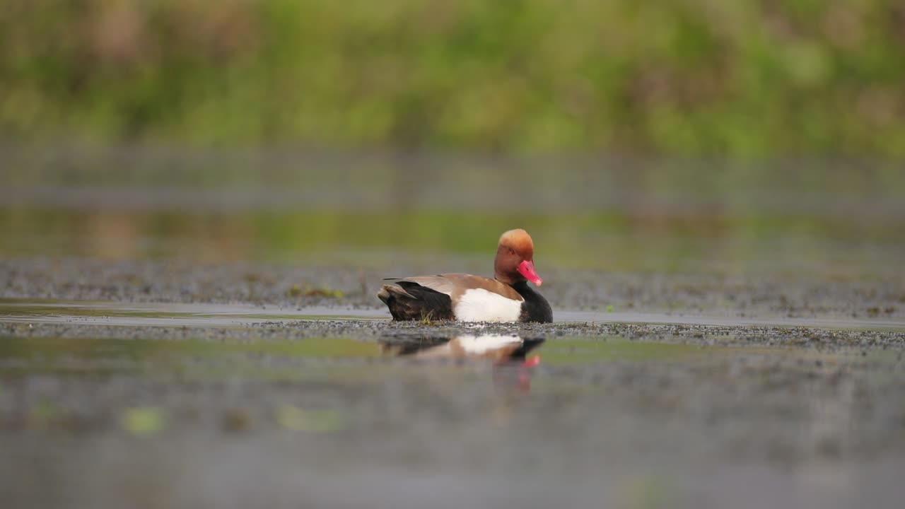 el macho adulto de la especie netta rufina