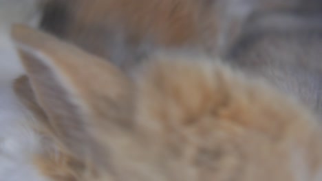 close-up of a rabbit