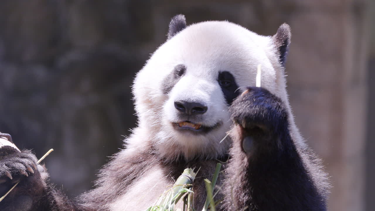 A close up of a panda eating