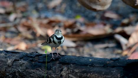 Die-Waldstelze-Ist-Ein-Sperlingsvogel,-Der-Auf-Ästen-Und-Waldböden-Nach-Nahrung-Sucht-Und-Ständig-Mit-Dem-Schwanz-Zur-Seite-Wedelt