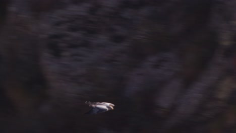 black chested buzzard eagle swooping down trying to attempt a kill folding its wings a bit to gather more speed, geranoaetus melanoleucus with dark background