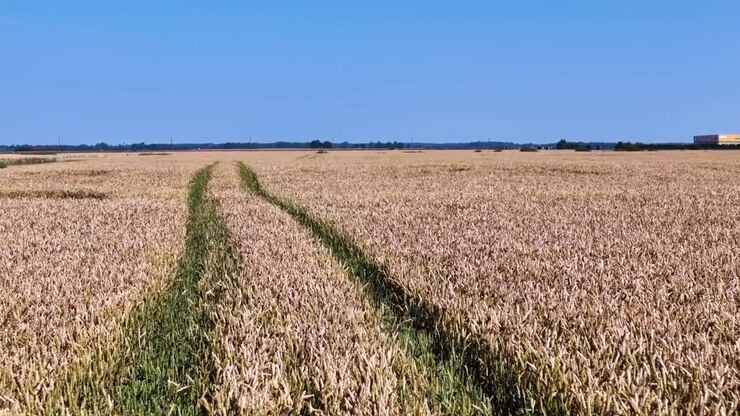 Expansive growing agriculture fields in rural Lithuania, summer landscape