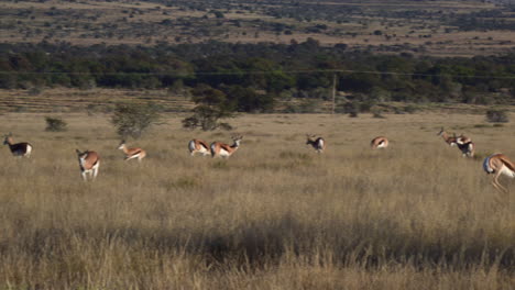 Springbok-herd-grazing-in-early-morninglight,-one-is-pronking,-with-bulged-out-gland-fold-skin-,Mountain-Zebra-N