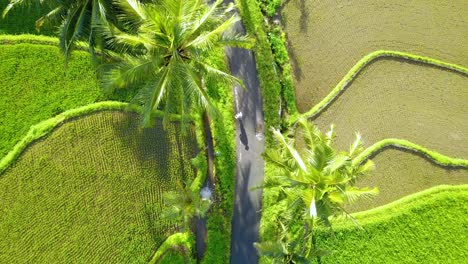 drone shot of people is walking on the road in the middle of rice field with coconut trees on the side