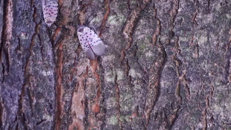 spotted lantern fly crawls up tree trunk to two other lantern flies