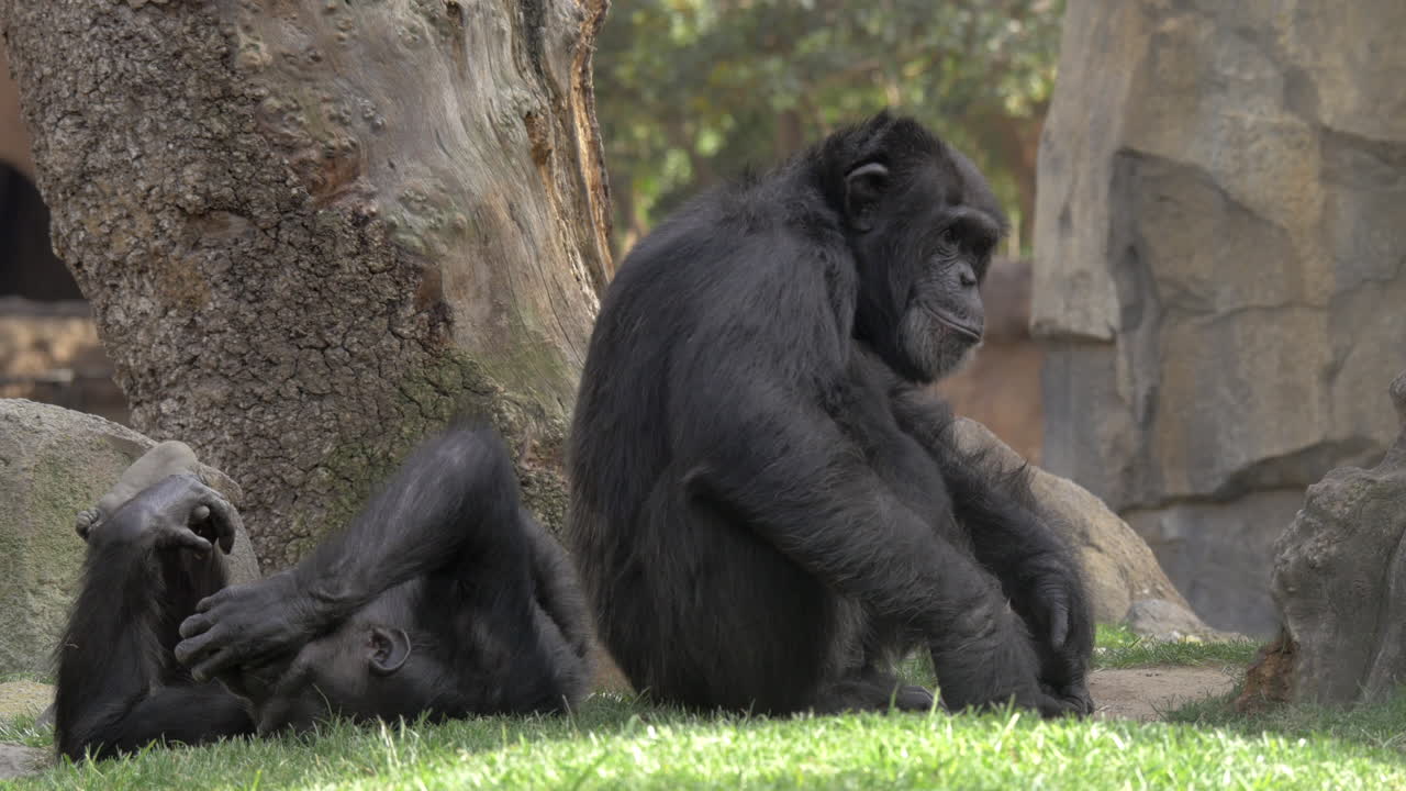 dos chimpancés en el zoológico