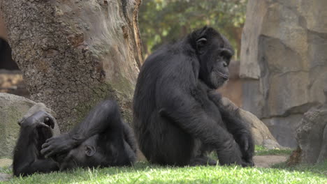 two chimps in the zoo