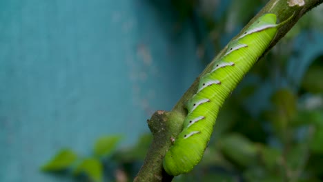 A caterpillar in a tomato plant