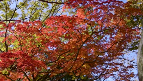 increíblemente vibrantes árboles de color rojo de otoño, revelan el cine