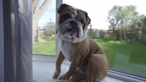 tired english bulldog puppy sitting on a bay window, grumpy look on face