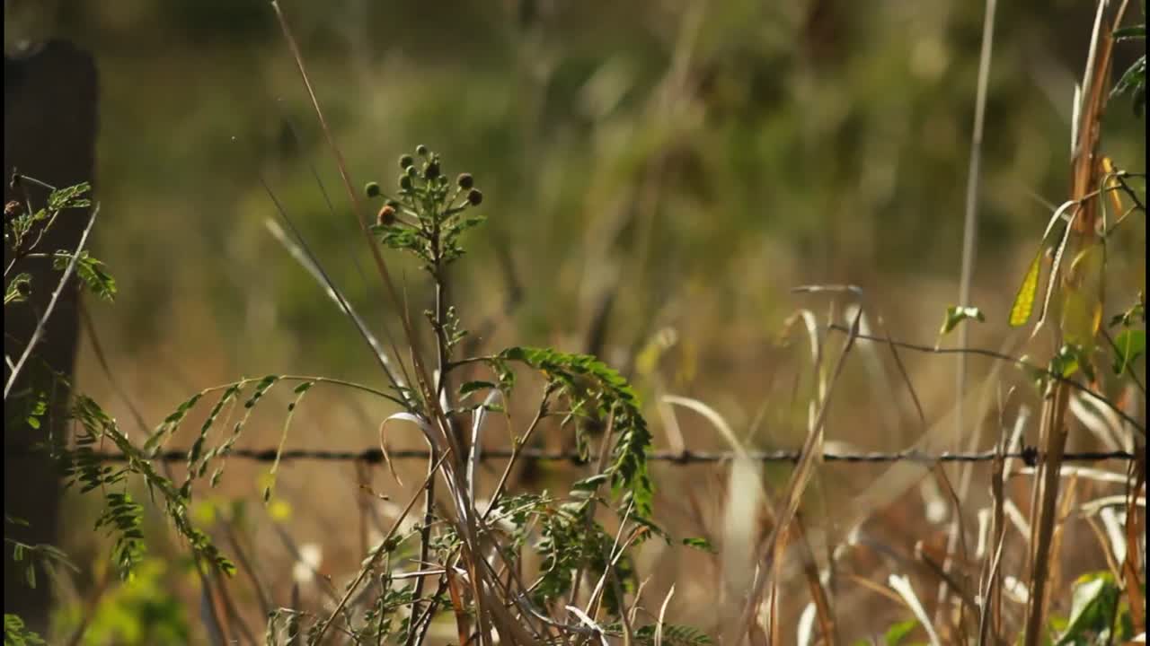planta que crece cerca de una valla de alambre en un campo
