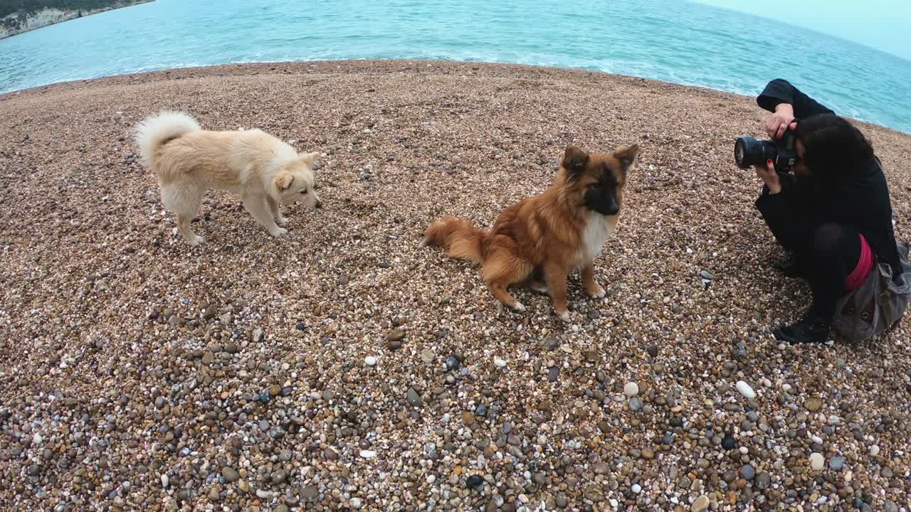 포즈를 취하는 개들