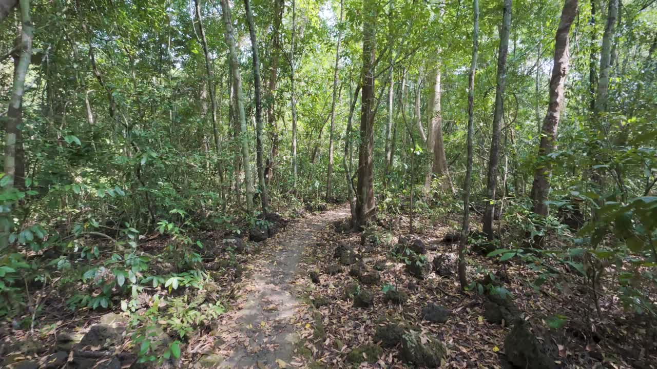 Vietnam forest Cat Tien National Park hiking trail nature walk exercise POV