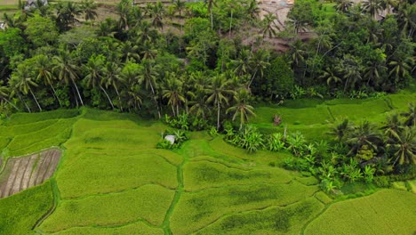 Drones-Aéreos-Que-Rodean-La-Vista-De-Las-Terrazas-De-Los-Campos-De-Arroz-En-Bali,-Indonesia