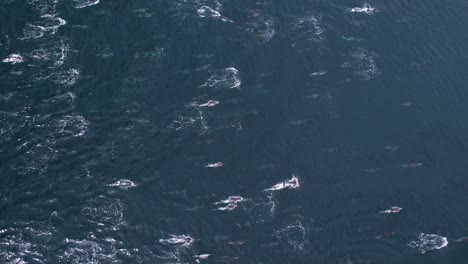 Mega-pod-of-Common-Dolphin-from-a-Drone-perspective-near-Dana-Point,-California