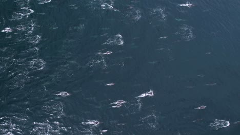 Mega-Manada-De-Delfines-Comunes-Desde-La-Perspectiva-De-Un-Dron-Cerca-De-Dana-Point,-California