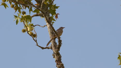 Northern mockingbird perched on a branch