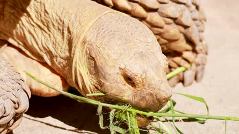 tortoise munching on grass in sunny chonburi