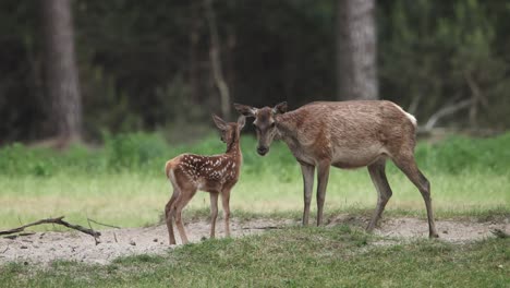 Red-deer-baby-fawn-suckles-from-its-mom-in-woodland,-Veluwe