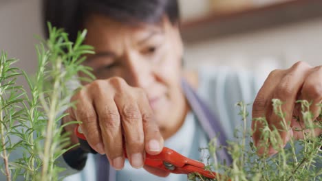 asian senior woman cutting rosemary herb branches by scissors in the kitchen at home