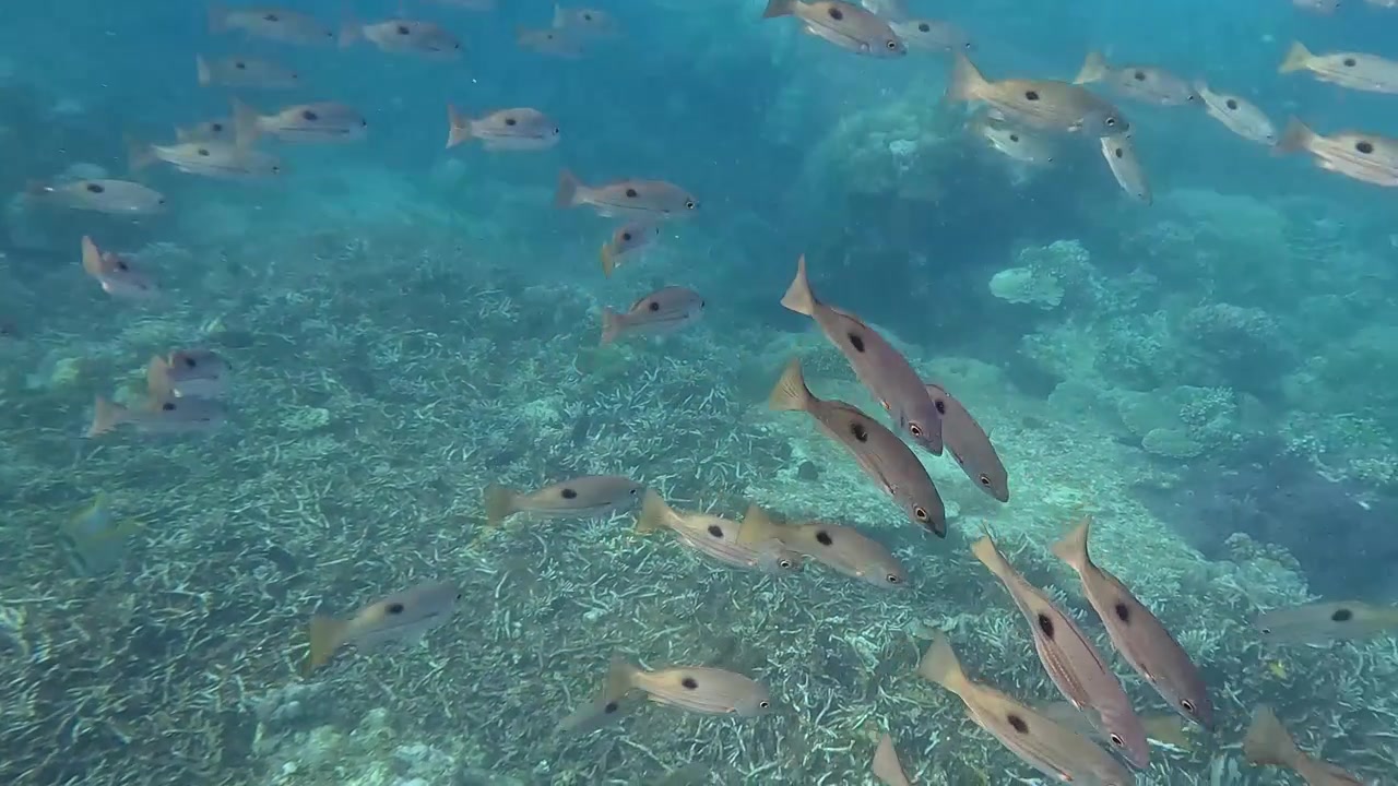 Carrellata di dentici maculati (Lutjanus fulviflamma) che nuotano in banchi in acque scintillanti e velate, ricche di particelle di plancton, riprese durante lo snorkeling a Dauin, Filippine.