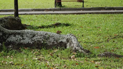 Ein-Süßes-Eichhörnchen,-Das-Auf-Einer-Baumwurzel-In-Einem-Park-In-Ho-Chi-Minh-Stadt,-Vietnam,-Sitzt