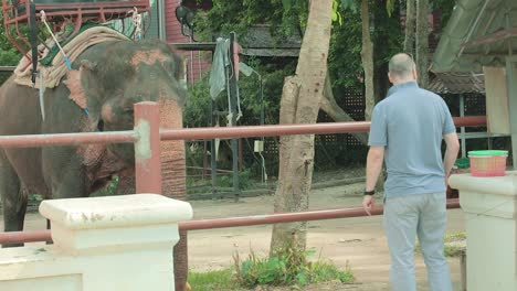 tourist feeding thai elephant at an enclosure with fruit