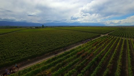 Aerial: Group of people riding horses through a wine vineyard in Argentina