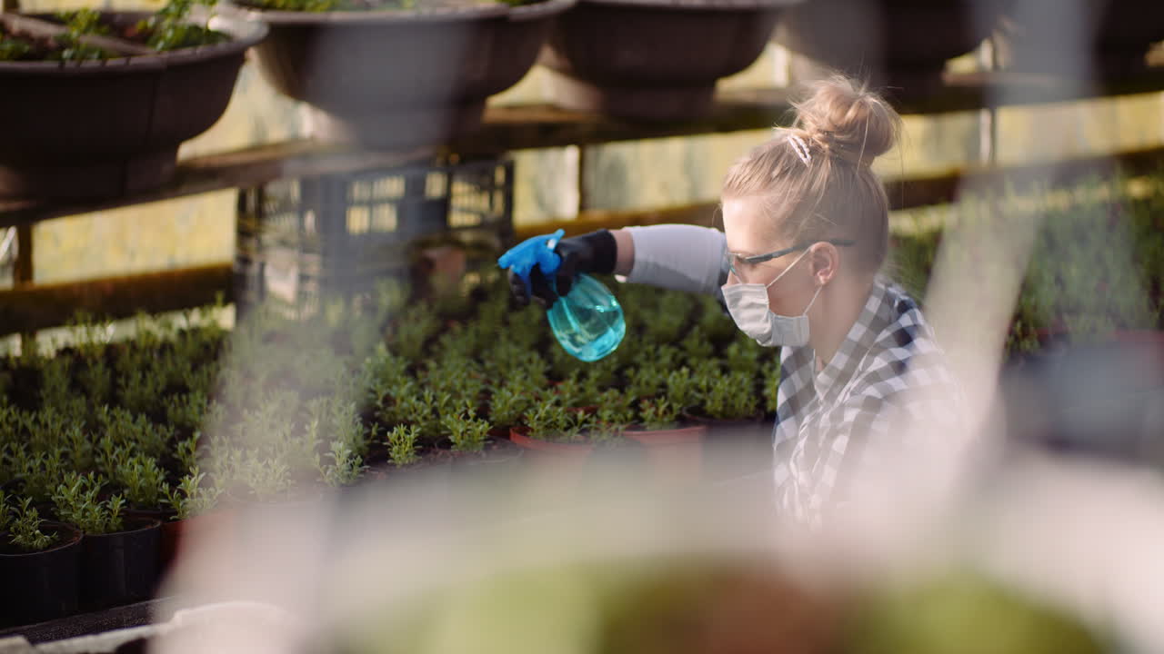 agricultura jardinero esparciendo fertilizante en plantas en invernadero